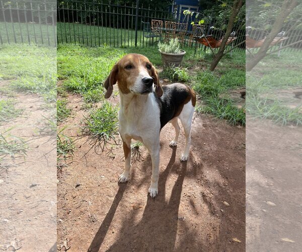 Medium Photo #2 American Foxhound-Unknown Mix Puppy For Sale in Forest, VA, USA
