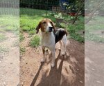 Small Photo #2 American Foxhound-Unknown Mix Puppy For Sale in Forest, VA, USA