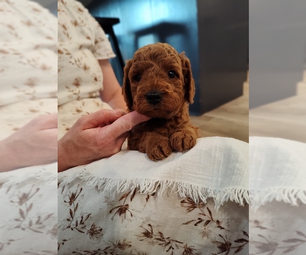 Medium Photo #7 Goldendoodle (Miniature) Puppy For Sale in GLENN, CA, USA