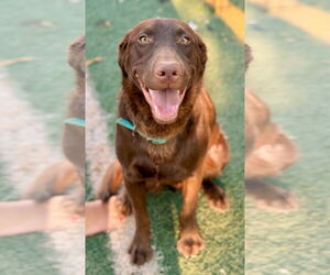 Labrador Retriever Dogs for adoption in Phoenix, AZ, USA