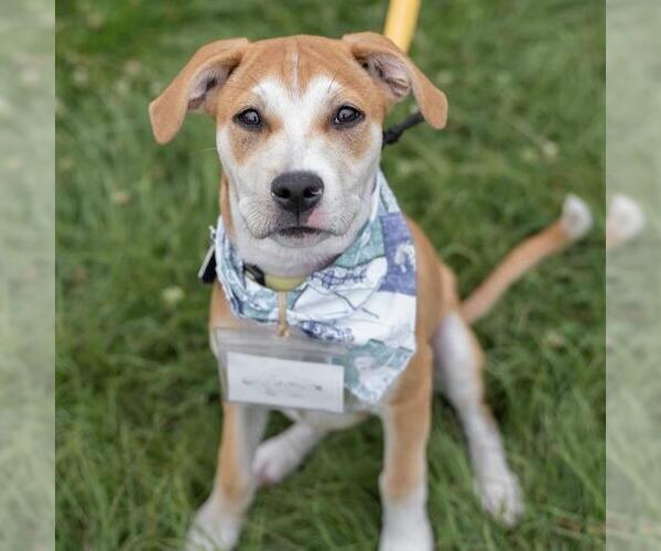 Medium Photo #16 Boxer-Unknown Mix Puppy For Sale in San Diego, CA, USA