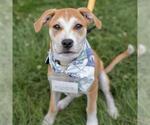 Small #15 Boxer Mix