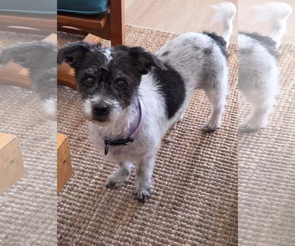 Medium Photo #1 Mutt Puppy For Sale in Royal Palm Beach, FL, USA