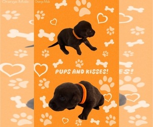 Labrador Retriever Puppy for sale in PICAYUNE, MS, USA