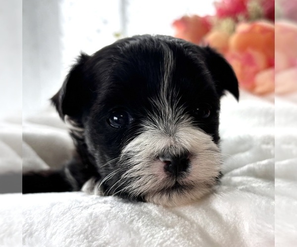 Medium Photo #2 Morkie Puppy For Sale in ROCK STREAM, NY, USA