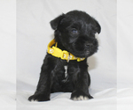Small #2 Schnauzer (Miniature)