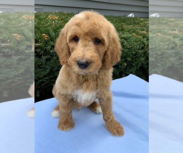 Medium Photo #4 Goldendoodle-Poodle (Standard) Mix Puppy For Sale in RICHMOND, IL, USA