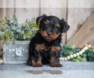 Medium Yorkshire Terrier