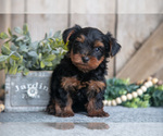 Puppy Kirk Yorkshire Terrier