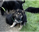 Small #8 German Shepherd Dog