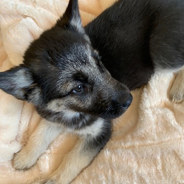 Medium Photo #10 German Shepherd Dog-Siberian Husky Mix Puppy For Sale in HARRISON, AR, USA