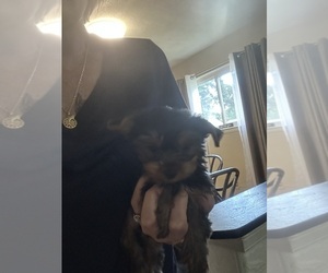 Yorkshire Terrier Puppy for sale in VIRGINIA BEACH, VA, USA