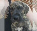 Small #3 Irish Dane