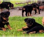 Small Photo #7 Rottweiler Puppy For Sale in PELHAM, GA, USA