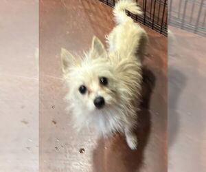 Chihuahua-Unknown Mix Dogs for adoption in San Diego , CA, USA