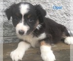 Small Photo #15 Australian Shepherd Puppy For Sale in ARBA, IN, USA