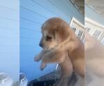 Small Labrador Retriever