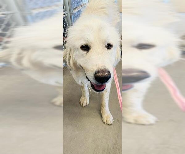 Medium Photo #1 Great Pyrenees Puppy For Sale in Globe, AZ, USA