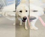 Small Great Pyrenees