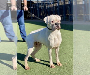 Boxer Dogs for adoption in Austin, TX, USA