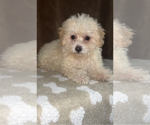 Poodle (Miniature) Puppy for sale in MARTINSVILLE, IN, USA
