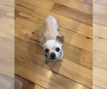 Small #2 Chihuahua Mix