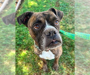 Boxer Dogs for adoption in Sacramento, CA, USA