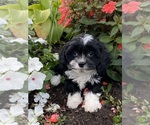 Small #1 Cavanese