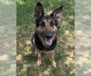 LADYBUG - Female German Shepherd Dog Dog for Adoption - Photo #2