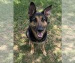 Small #1 German Shepherd Dog