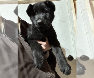 German Shepherd Dog Puppy for sale in PULASKI, PA, USA
