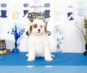 Cavapoo Puppy for sale in MOUNT VERNON, OH, USA