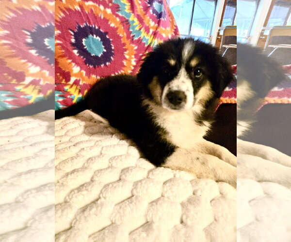 Medium Photo #6 Great Pyrenees Puppy For Sale in Spring, TX, USA