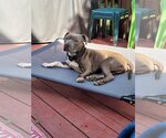 Small Photo #4 American Pit Bull Terrier Puppy For Sale in Oakhurst, NJ, USA
