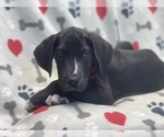 Small Photo #7 Great Dane Puppy For Sale in LAKELAND, FL, USA