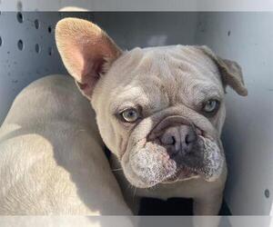 French Bulldog Dogs for adoption in Orange, CA, USA