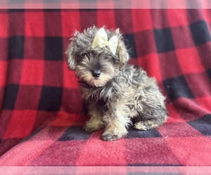 Schnauzer (Miniature) Puppy for sale in LAKELAND, FL, USA