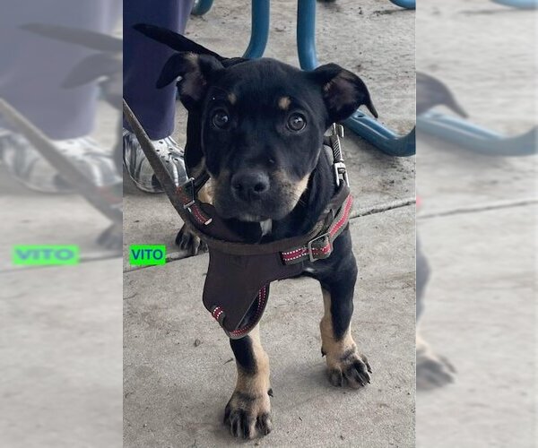 Medium Photo #2 Doberman Pinscher-Staffordshire Bull Terrier Mix Puppy For Sale in Woodland Hills, CA, USA