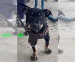 Small #1 Doberman Pinscher-Staffordshire Bull Terrier Mix