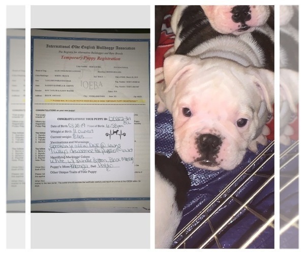 Medium Photo #1 Olde English Bulldogge Puppy For Sale in OLATHE, KS, USA