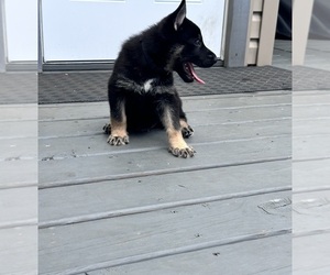 Alaskan Malamute-German Shepherd Dog Mix Puppy for sale in SAINT PETERSBURG, FL, USA