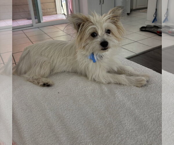 Medium Photo #1 Mutt Puppy For Sale in Menifee, CA, USA