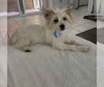 Angel - Female Mutt Dog for Adoption - Small photo