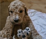 Puppy Penny Doodle-Goldendoodle Mix