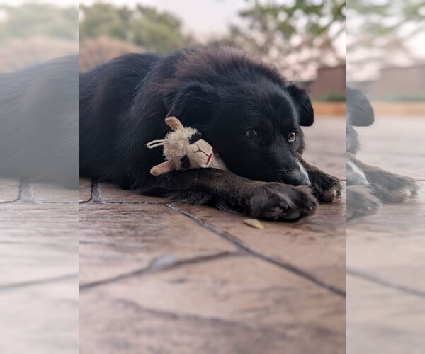 Medium Photo #1 Border Collie Puppy For Sale in Denton, TX, USA