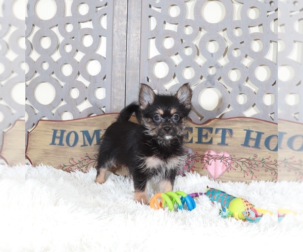 Medium Photo #3 Yoranian Puppy For Sale in MOUNT VERNON, OH, USA