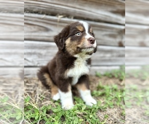 Miniature Australian Shepherd Puppy for sale in ORLANDO, FL, USA
