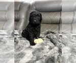 Small #2 Goldendoodle