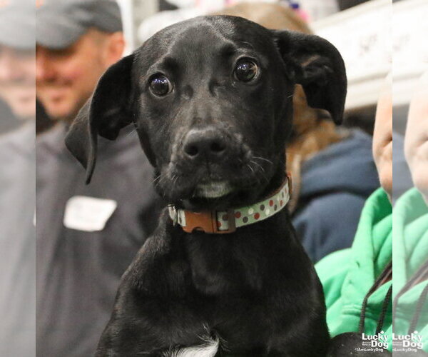 Medium Photo #4 Labrador Retriever-Unknown Mix Puppy For Sale in Washington, DC, USA
