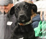 Small #3 Labrador Retriever Mix
